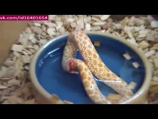 the snake eats itself