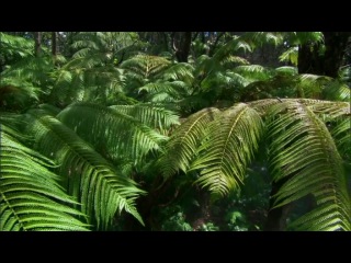 secrets of the pacific ocean. ocean of islands - documentary (bbc)