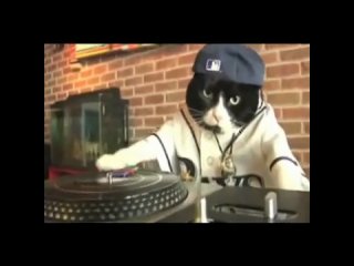 dj kitty